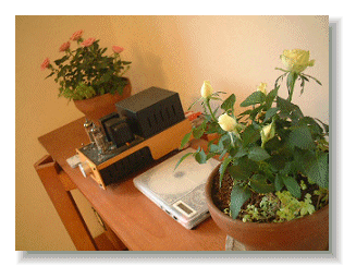 Roses & Amp