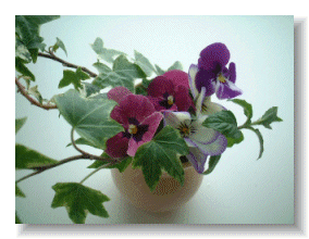 Viola